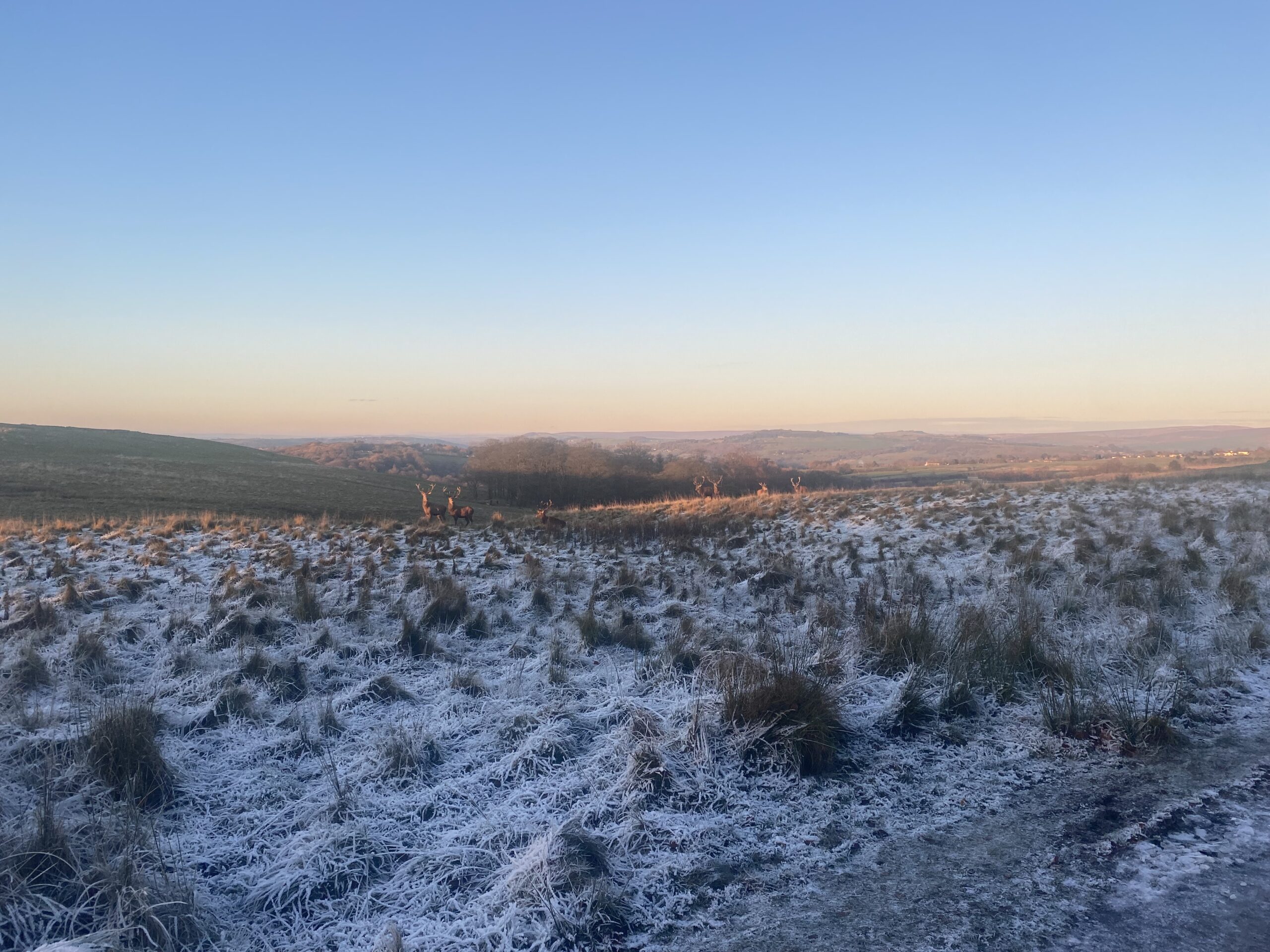 A frosty landscape at sunrise with a clear blue sky. The foreground is covered in frost, and a group of deer is visible in the midground, illuminated by warm golden sunlight. Rolling hills and a wooded area stretch into the distance.